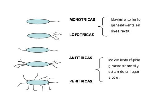 disposicion de flagelos alrededor del cuerpo bacteriano