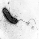 vibrio