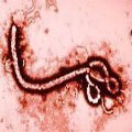 El Ébola